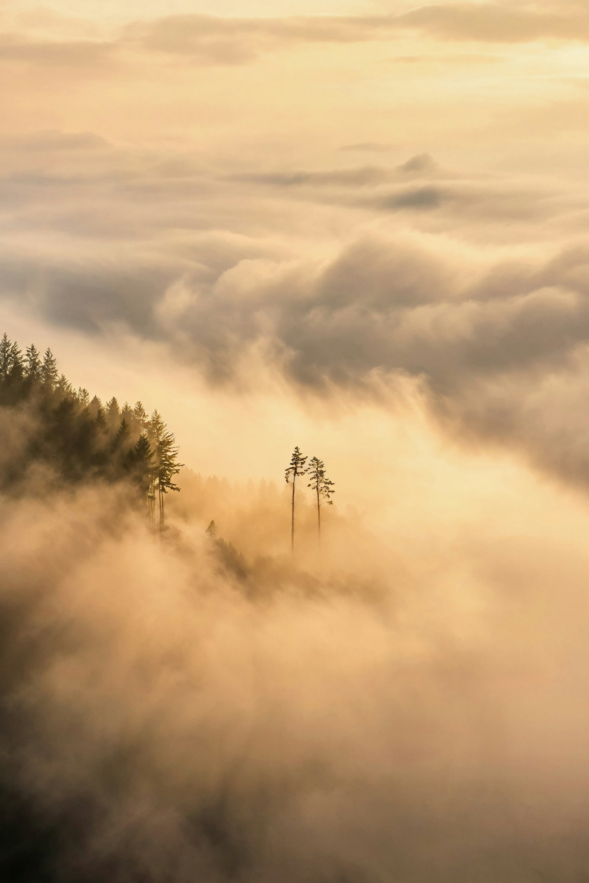 Misty forest