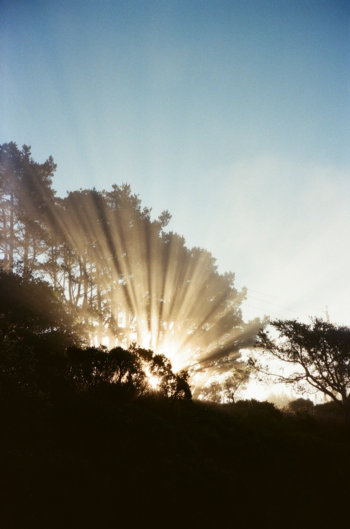 Sunrise through trees